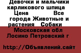 Девочки и мальчики карликового шпица  › Цена ­ 20 000 - Все города Животные и растения » Собаки   . Московская обл.,Лосино-Петровский г.